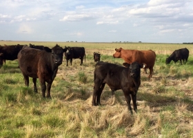 Santa Fe lanzó un plan para tener más terneros.