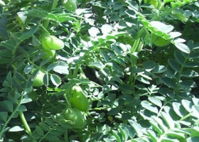 Garbanzos: el desafío de cosechar la estrategia