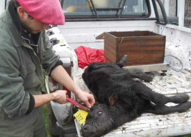 Son veterinarios y están creando "el Uber de las urgencias rurales"