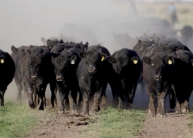 Crearon una comunidad online para los negocios ganaderos y donarán parte de los ingresos para el arraigo rural.