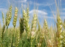 Las labores de implantación de trigo ya llevan cubiertas más de 5,6 millones de hectáreas