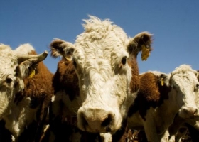 Tecnología 3D para el pesaje y digitalización del rodeo: los destacados del Agtech ganadero