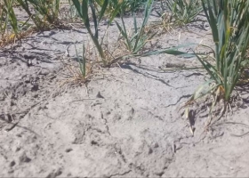 Trigo: estiman hasta un 40% de pérdidas en el rinde potencial por la falta de lluvias