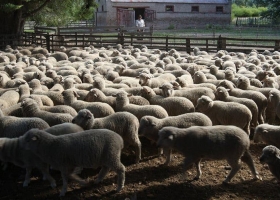 Buscan vender carne ovina a Estados Unidos