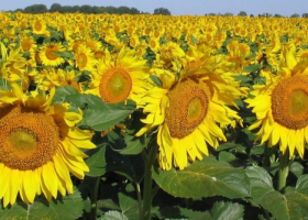 El 100% del girasol del centro y del norte del área agrícola presentan una condición de cultivo entre normal y excelente