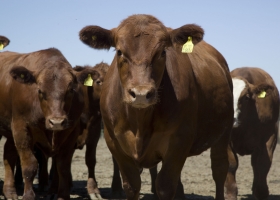 Una nueva etapa comienza en la comercialización de la carne argentina