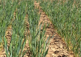 Efecto sequía: recortan en un millón de toneladas la cosecha de trigo