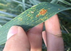 Cómo impactan los patógenos en la calidad comercial del trigo