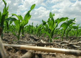 Censo Agropecuario. Se hacen rotaciones de cultivos en el 58% de los campos