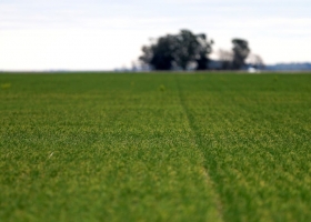 Sustentabilidad: la oportunidad de las prácticas regenerativas