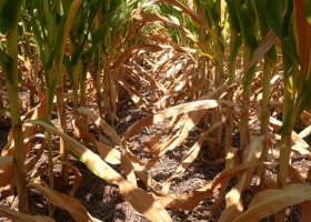 Falta de agua en maíz: hay regiones que ya perdieron un 20% del rendimiento