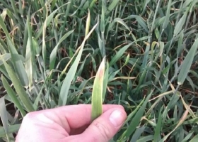 La falta de lluvias impacta en el trigo y aparecen los primeros lotes regulares en zona núcleo