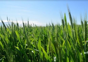 Trigo: disminuyen las reservas de humedad y pasaron de óptimas a adecuadas