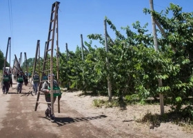Piden a las provincias que se adhieran a la compatibilización de los planes sociales con el trabajo rural registrado