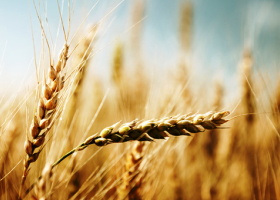 Se complica el mercado mundial de cebada