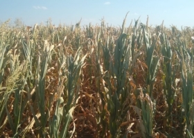 El año comenzó con lluvias oportunas, pero para algunas zonas ya es tarde