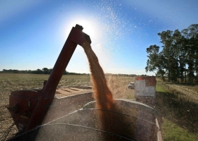 Por la sequía se perderá el 14% de la cosecha de maíz y el 11% de la de soja