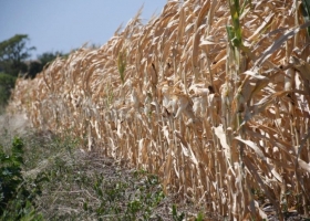 Santa Fe declarará la emergencia agropecuaria por los daños de la sequía