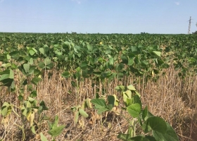 Córdoba: la mitad de la soja y el maíz sembrados temprano están afectados por el calor y la sequía