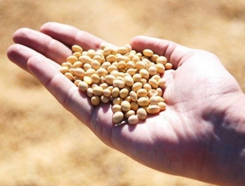 Factores alcistas para todos y todas: La oficina local del USDA recortó fuerte la proyección de cosecha de soja de Brasil