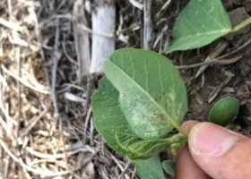 Trips y arañuelas: las principales plagas a monitorear