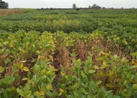 Reservas de humedad deficitarias: las condiciones se mantienen en parte de Buenos Aires y La Pampa