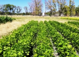 Evalúan en Río Negro la producción legumbres para nutrición animal