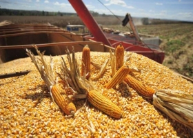 Maíz: se teme que las heladas reduzcan los rendimientos