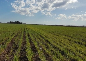 Un desafío de rindes en trigo que dejó a todos con la boca abierta