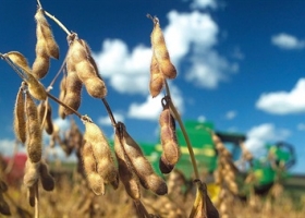 El valor de la soja bajó un 2,3% en Chicago y se alejó de los 600 dólares por tonelada