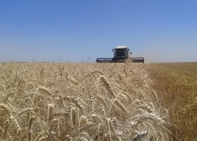 Con la cosecha estadounidense a pleno, el valor del trigo cayó un 5,7% en la Bolsa de Chicago