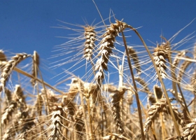 El trigo volvió a subir frente a la incertidumbre de la guerra: la soja acompañó y avanzó más de US$ 20