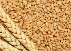 La comercialización de trigo muestra un retraso de casi 5 millones de toneladas