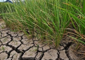 Sequía: Más de 6 millones de hectáreas siguen complicadas en Buenos Aires