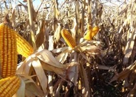 Se largó la campaña del maíz tardío: La última esperanza luego del fracaso de la siembra temprana