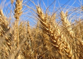 El empleo de la cadena del trigo creció cerca de 7% en la última campaña