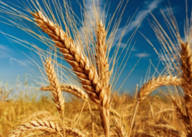 Trigo: restablecimiento del balance mundial del cereal