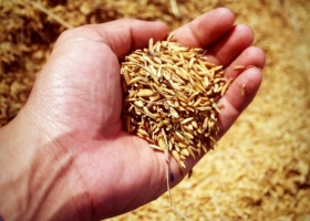 México autorizó la compra a la Argentina de un arroz forrajero