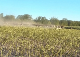 Desastre climático Productores optan por pastorear lotes de maíz antes de que la sequía los termine de liquidar