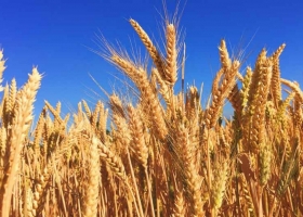 Córdoba: con un 30 % de cosecha, los rendimientos de trigo continúan a la baja