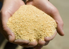 Ahora la estrella del mercado internacional es la harina de soja gracias a la incertidumbre presente en la Argentina