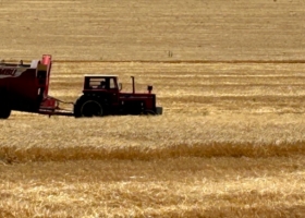 Cebada forrajera: Los que se animaron a cerrar forwards de manera temprana harán una gran diferencia