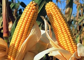 El precio del maíz temprano 2022/23 podría ser un “espejismo”