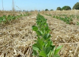 En Santa Fe esperan que la lluvia favorezca la recuperación de lotes de soja