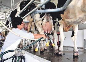 “La lechería es una guillotina: al que no crece un 10% anual le corta las piernas”, afirma el asesor Ricardo Etienot.