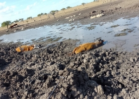 La sequía acecha en Corrientes y en una empresa perdieron el equivalente a $1000 millones