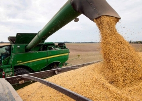 Las compras de soja para la exportaciónse redujeron 85%
