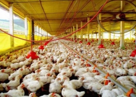 Uno de cada cinco sospechas de influenza aviar resulta positiva y ya se sacrificaron 700.000 aves para intentar frenar la expansión de la enfermedad