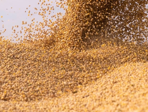 El valor de la soja cayó un 1,3% en la Bolsa de Chicago y quedó en el nivel más bajo del año