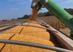 Sigue creciendo el pesimismo sobre la evolución del precio del maíz por parte de los operadores de fondos de inversión agrícolas